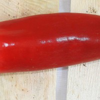 PEPERONE FRIGGITELLO ROSSO