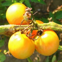 POMODORO CILIEGIA GIALLO GOLDEN NUGGET F1