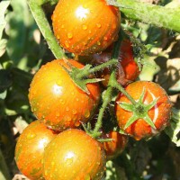 POMODORO ZEBRINO TONDO