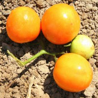 POMODORO TONDO GIALLO INVERNALE