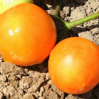 POMODORO TONDO GIALLO INVERNALE