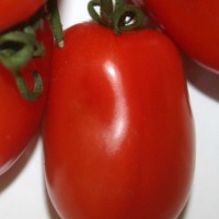 POMODORO PICCADILLY