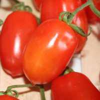 POMODORO PICCADILLY