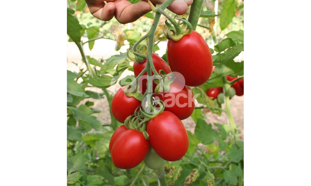 POMODORO DIABOLIK F1