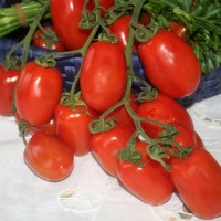 POMODORO PICCADILLY