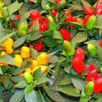 PEPERONCINO CUORICINO