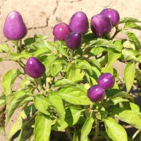 PEPERONCINO PYRAMID