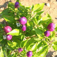 PEPERONCINO PYRAMID