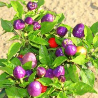 PEPERONCINO PYRAMID