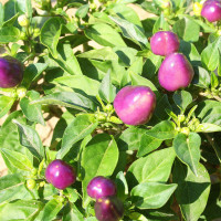 PEPERONCINO PYRAMID