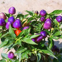 PEPERONCINO PYRAMID