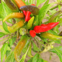 PEPERONCINO FUOCO DELLA PRATERIA