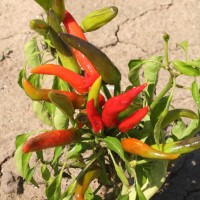 PEPERONCINO FUOCO DELLA PRATERIA