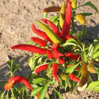 PEPERONCINO FUOCO DELLA PRATERIA