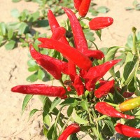 PEPERONCINO FUOCO DELLA PRATERIA