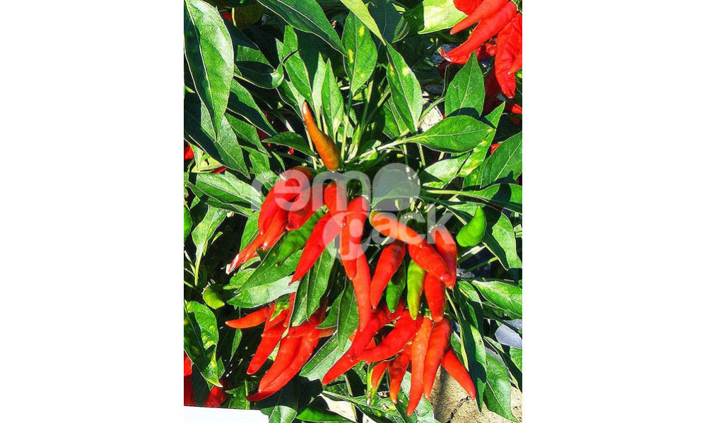 PEPERONCINO ORNAMENTALE A SPAGHETTO