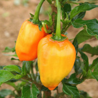 PEPERONCINO HABANERO ORANGE