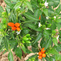 PEPERONCINO STROMBOLI