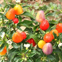 PEPERONCINO PYRAMID