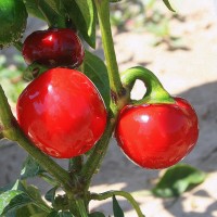 PEPERONCINO TONDO CILIEGIA