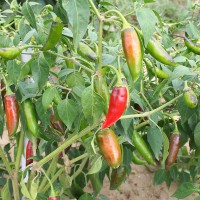 PEPERONCINO CAYENNA CORTO