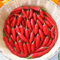 PEPERONCINO CAYENNA CORTO