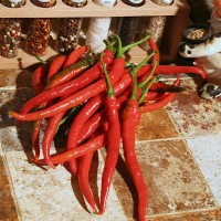 PEPERONCINO CAYENNA LUNGO F1