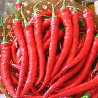 PEPERONCINO ROMITAL F1