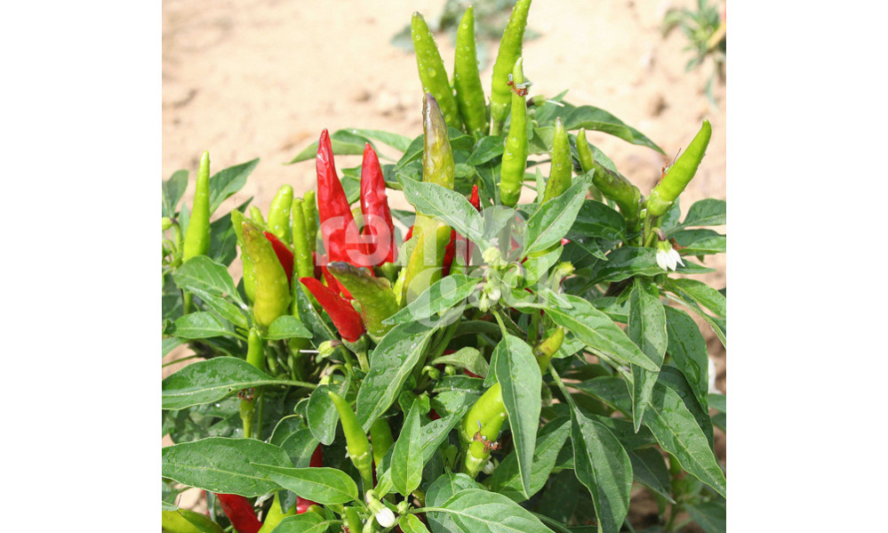 PEPERONCINO FUOCO DELLA PRATERIA
