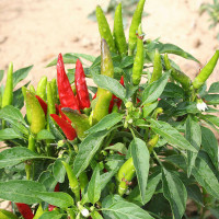 PEPERONCINO FUOCO DELLA PRATERIA