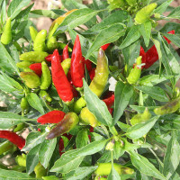 PEPERONCINO FUOCO DELLA PRATERIA