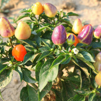 PEPERONCINO PYRAMID