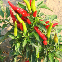 PEPERONCINO A MAZZETTI