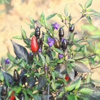 PEPERONCINO FUOCO NERO