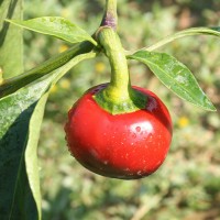 PEPERONCINO TONDO CILIEGIA