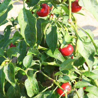 PEPERONCINO TONDO CILIEGIA