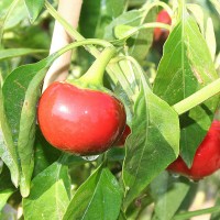 PEPERONCINO TONDO CILIEGIA