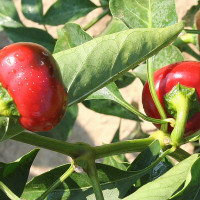 PEPERONCINO TONDO CILIEGIA