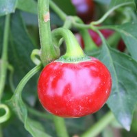 PEPERONCINO CHERRY SMALL F1