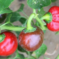 PEPERONCINO CHERRY SMALL F1