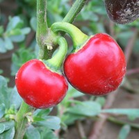 PEPERONCINO CHERRY SMALL F1