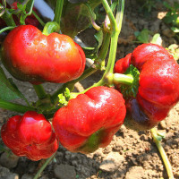 PEPERONCINO DA RIPIENO