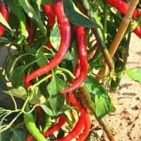 PEPERONCINO CALABRESE LUNGO