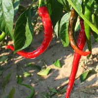 PEPERONCINO CAYENNA LUNGO