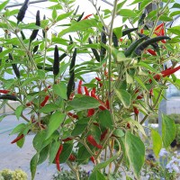 PEPERONCINO PERUVIANO