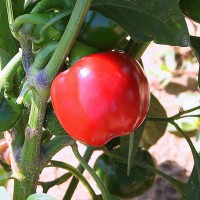 PEPERONCINO TONDO CILIEGIA