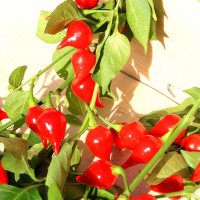 PEPERONCINO CHUPETINHO