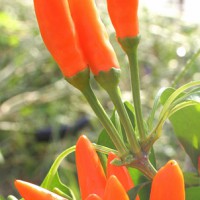 PEPERONCINO A MAZZETTI ARANCIONE STROMBOLI