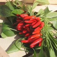 PEPERONCINO A MAZZETTI ROSSO