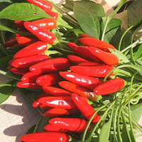 PEPERONCINO A MAZZETTI ROSSO